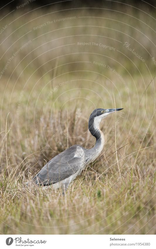 Black-necked Heron Trip Far-off places Summer Environment Nature Grass Bushes Meadow Animal Wild animal Bird Animal face Wing 1 Natural Colour photo