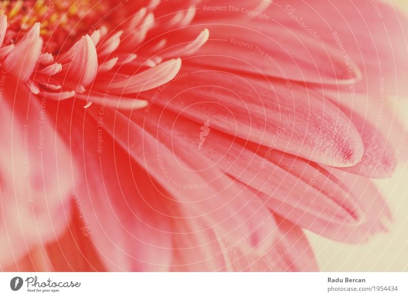 Pink Gerbera Flower Petals Abstract Macro - a Royalty Free Stock Photo from  Photocase