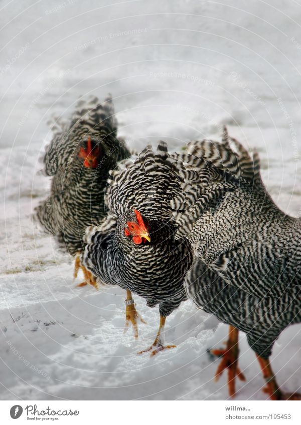 There is a lot of chicken, let's bake it! fowls Barn fowl 3 Snow Winter Poultry Wyandotte Goose step Animal keeping chickens Free-range rearing