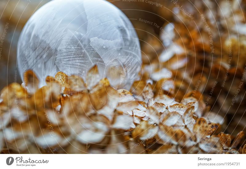 Soap bubble in frost coat 1 Nature Plant Winter Ice Frost Snow Snowfall Bushes Observe Freeze Lie Esthetic Exceptional Thin Elegant Exotic Fantastic Gigantic