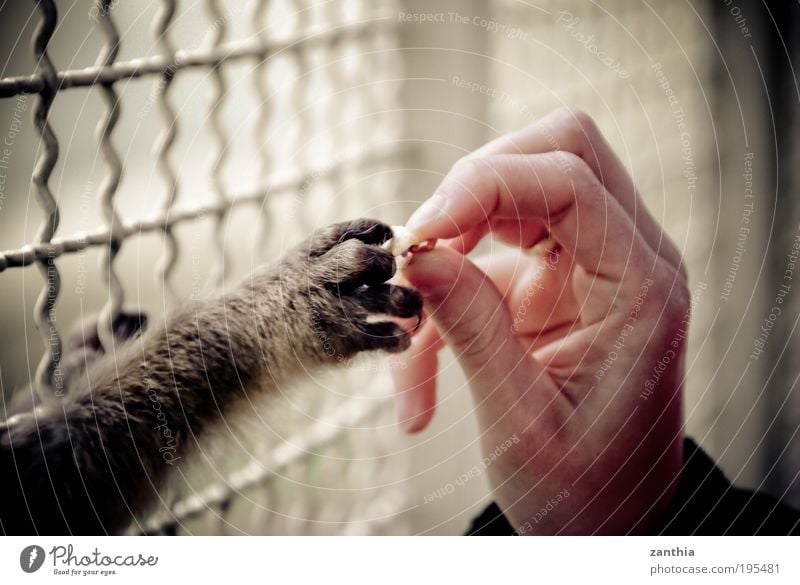 food Hand Fingers Animal Wild animal Pelt Claw Paw Zoo Petting zoo Monkeys 1 Cage Feeding Poverty Brown Gray Black White Acceptance Trust Love of animals