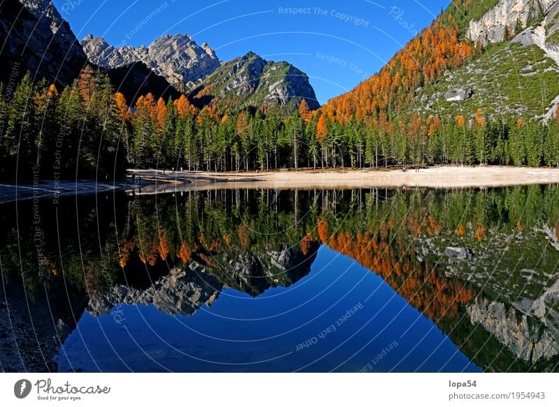 Autumn atmosphere at Pragser Wildsee, Dolomites, South Tyrol Environment Nature Landscape Water Sky Cloudless sky Sunlight Beautiful weather Tree Larch Rock