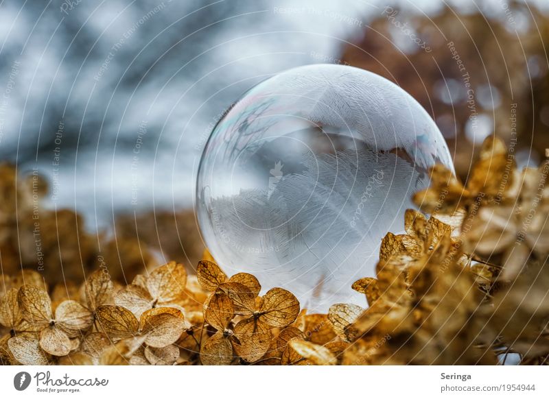 Soap bubble in frost coat 2 Nature Plant Winter Weather Ice Frost Snow Freeze Glittering Lie Illuminate Esthetic Exceptional Fantastic Firm Beautiful Brown Gold