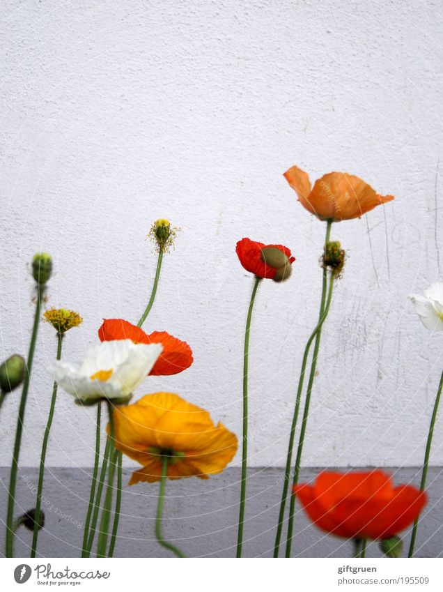 poppy Plant Flower Wall (barrier) Wall (building) Blossoming Growth Authentic Dirty Fragrance Simple Friendliness Happiness Yellow Gray Red White frowzy