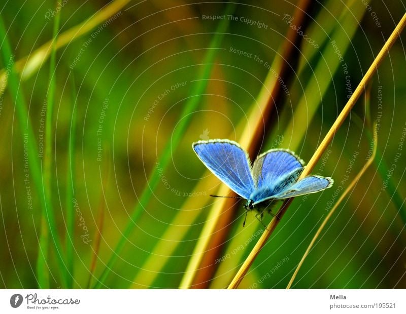 blueish Environment Nature Plant Animal Summer Grass Meadow Wild animal Butterfly Polyommatinae 1 Crouch Sit Free Beautiful Natural Blue Green Freedom Idyll