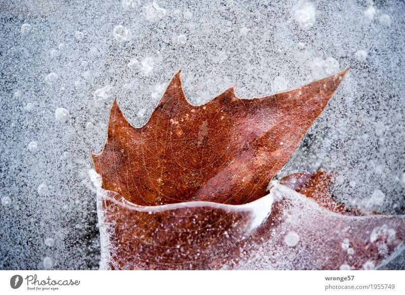 Included II Nature Winter Ice Frost Leaf Pond Lake Cold Brown Gray White Prongs Colour photo Subdued colour Exterior shot Close-up Detail