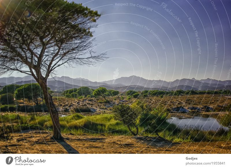 Tree in the middle of a landscape of shrubs, water and mountains Landscape Plant Animal Sky Horizon Summer Beautiful weather Grass Bushes Wild plant Mountain