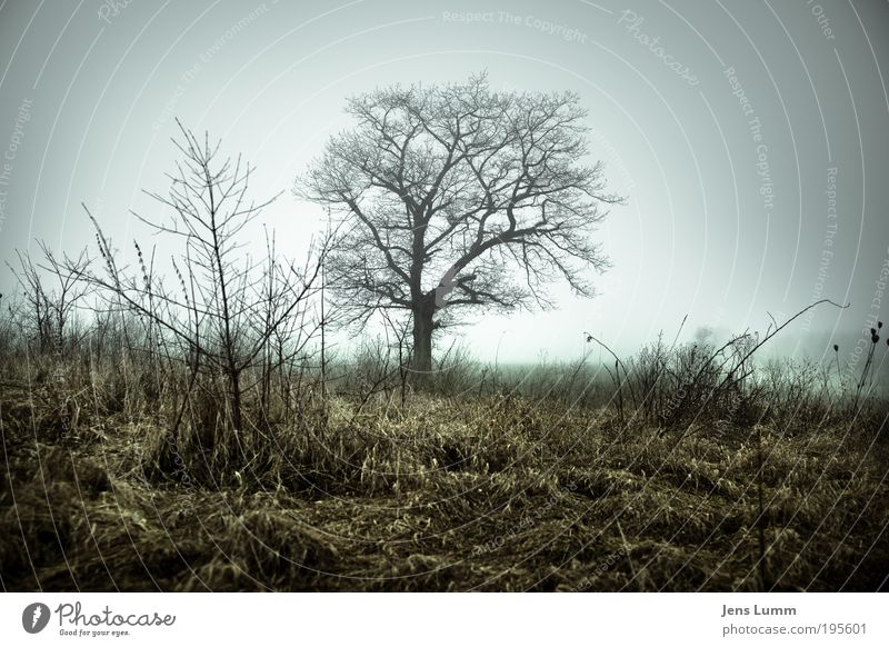 solitary tree Tree Meadow Loneliness Apocalyptic sentiment Disappointment Death Vignetting Fog Winter Frost Gloomy Branch Colour photo Exterior shot Deserted