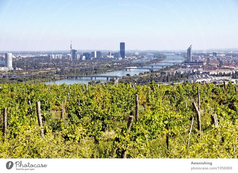 View of Vienna Environment Nature Landscape Plant Air Water Sky Cloudless sky Horizon Summer Weather Beautiful weather Bushes Vine River bank Danube Austria