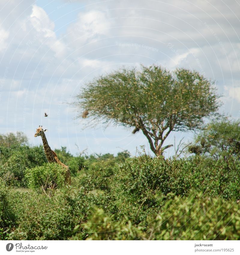 Giraffe emerges from the wild Safari Clouds Warmth Tree Bushes Exotic Savannah Kenya Wild animal Long Green Idyll Climate Wilderness Tropical Animal portrait