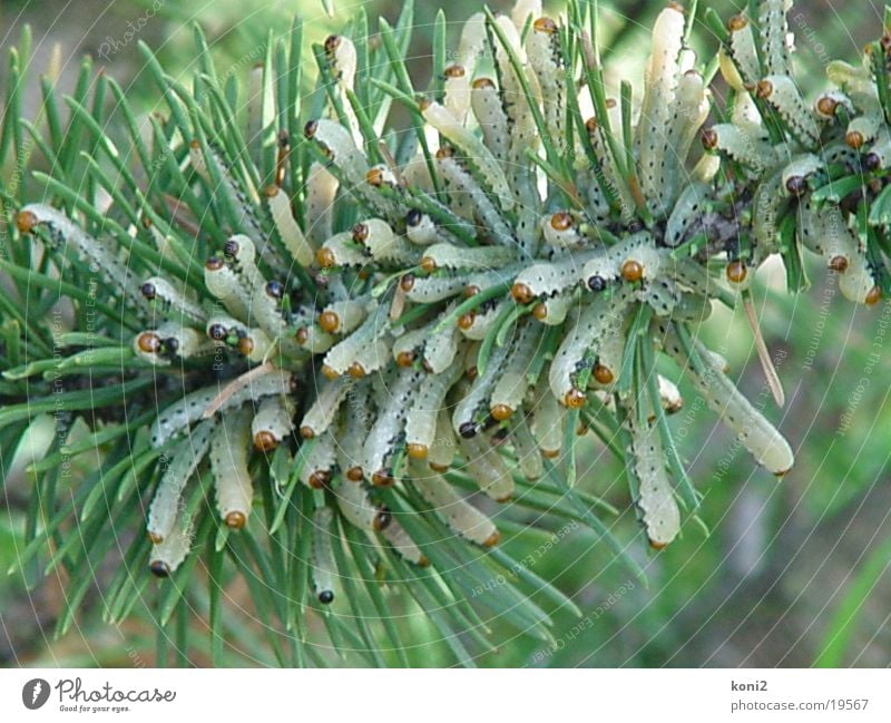 neodiprion sertiferous Larva To feed pine horn wasp Pests Caterpillar