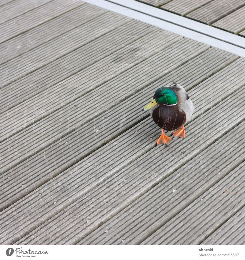 Easter duck Environment Nature Animal Wild animal Bird Duck 1 Green Footbridge Orange Mallard Drake Colour photo Multicoloured Exterior shot Pattern