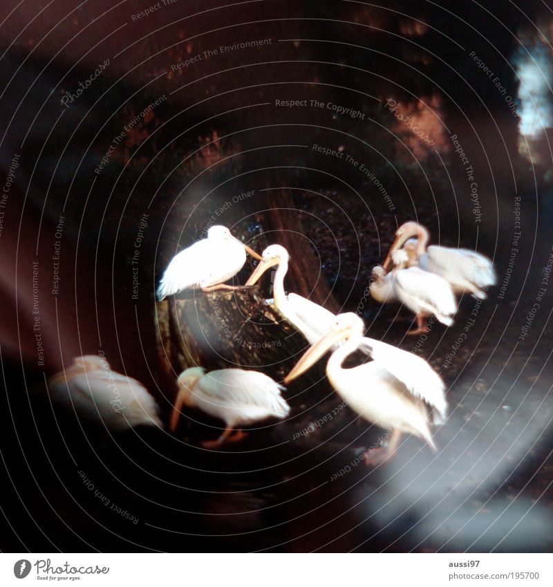 writing instrument Pelican birds Flock hazy blurred positive liquid dream
