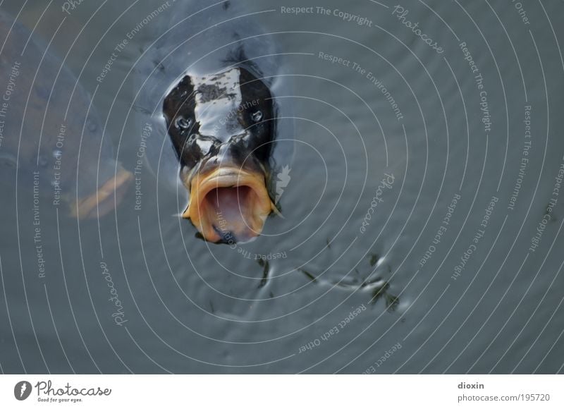 Bigmouth (Cyprinus carpio) Fishing (Angle) Environment Nature Animal Water Pond Lake Carp Fin Scales Muzzle Head 2 Threat Wet Natural Avaricious To feed Emerge