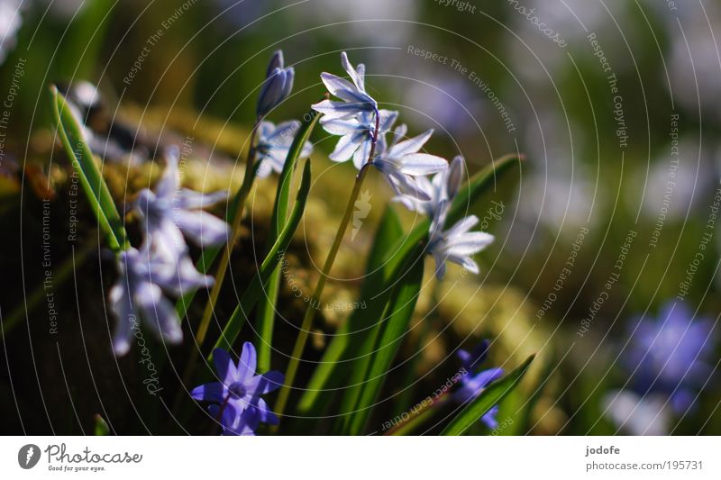 spring Nature Plant Sunlight Beautiful weather Flower Moss Blossom Foliage plant Park Esthetic Environmental protection Glittering Pure White Blue Bell