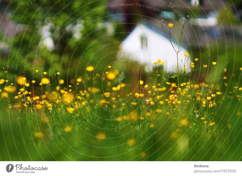 Blurry village scene with meadow buttercup flowers. House (Residential Structure) Garden Nature Landscape Plant Spring Summer Flower Grass Meadow Village