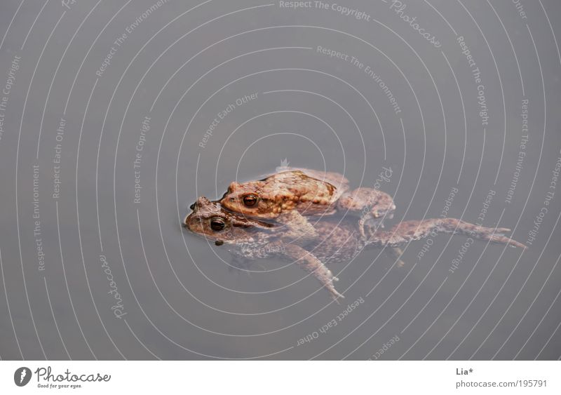 lifeguards Frog 2 Animal Pair of animals Propagation Colour photo Copy Space left Copy Space top Copy Space bottom Float in the water Swimming & Bathing