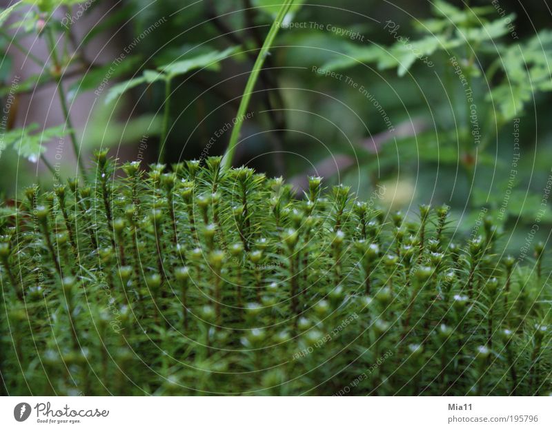 mossy Nature Plant Summer Moss Foliage plant Wild plant Growth Green Wet Wilderness Bolster Leaf Life Colour photo Exterior shot Day