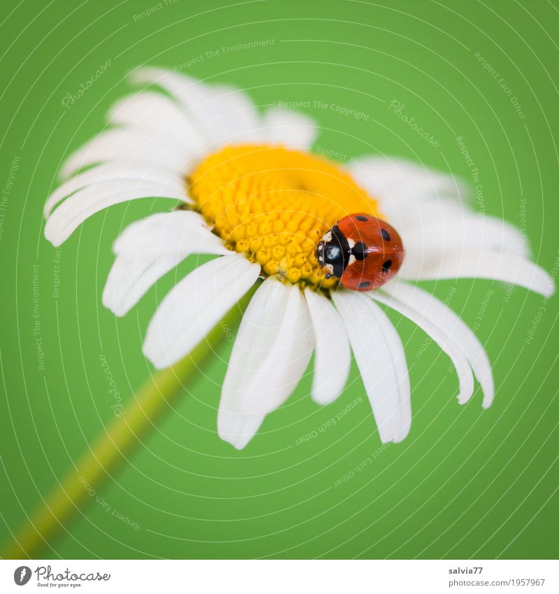 Good luck. Harmonious Well-being Contentment Senses Fragrance Valentine's Day Mother's Day Spring Flower Marguerite Animal Beetle Ladybird Seven-spot ladybird