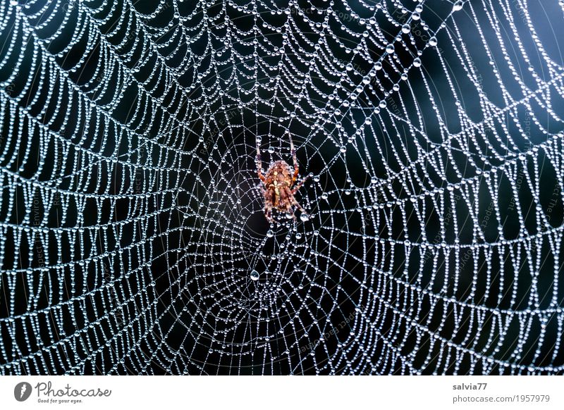 baptisers Nature Plant Air Drops of water Animal Spider Spider's web Cross spider 1 Touch Wait Esthetic Cool (slang) Fresh Wet Natural Gray Black Silver Serene