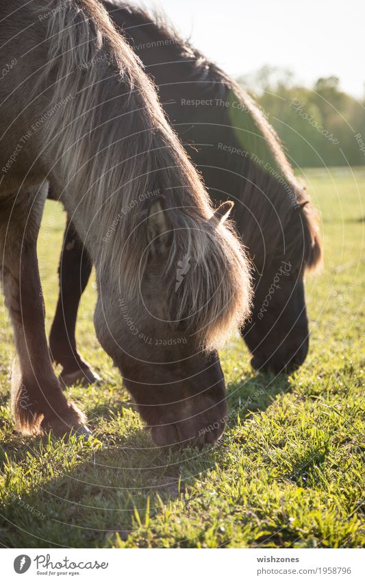 Grazing Icelandic Horses in sunlight Ride Vacation & Travel Summer Nature Landscape Beautiful weather Grass Meadow Animal 2 Pair of animals Eating To feed