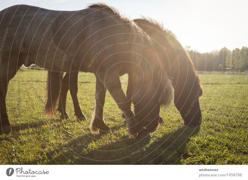 Two grazing Icelandic Horses on a green meadow in sunlight Leisure and hobbies Ride Vacation & Travel Summer Summer vacation Equestrian sports Nature Sunlight