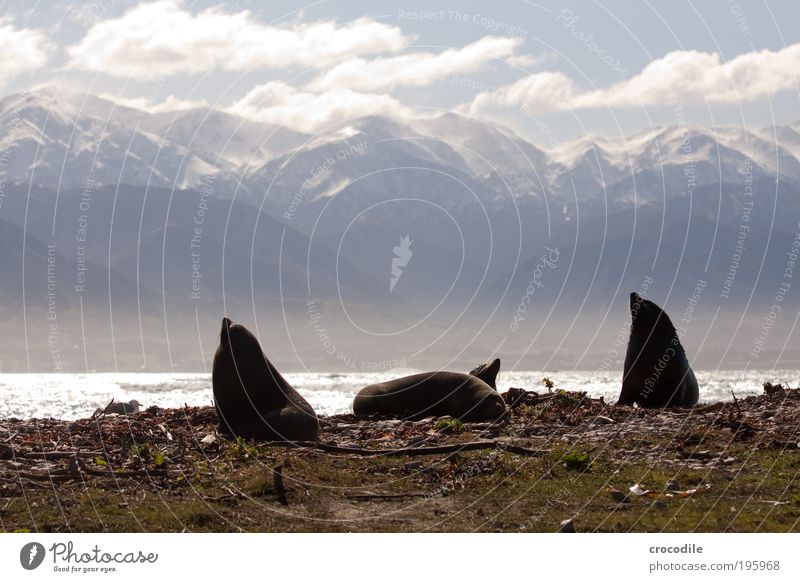 NZ Fur Seal Environment Nature Landscape Clouds Sunlight Rock Alps Mountain Snowcapped peak Waves Coast Animal Wild animal Seals Seal colony 4 Group of animals