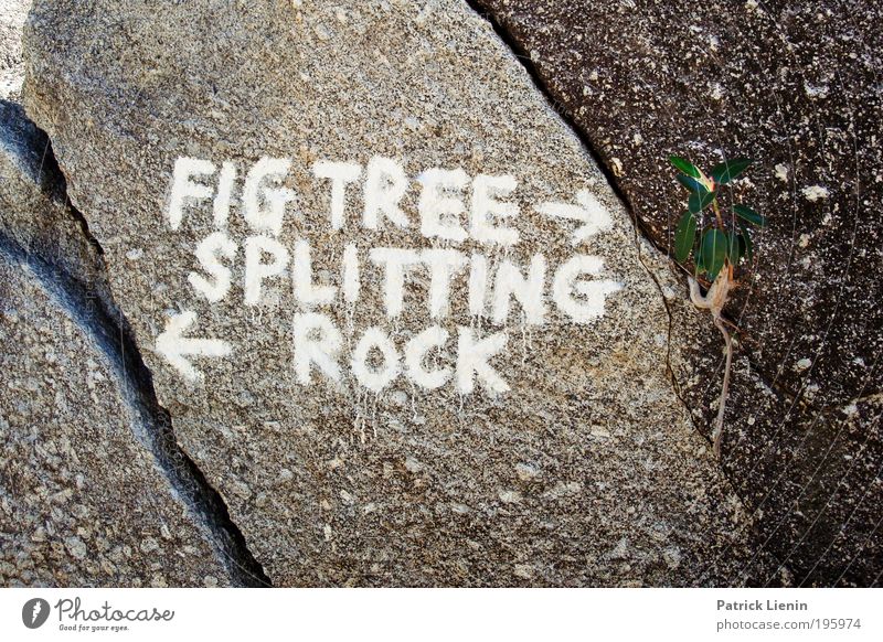 groundbreaking ? Stone To enjoy Rock Column White Characters Arrow Lanes & trails Direction Whereto Tree Crack & Rip & Tear Structures and shapes Line Strange