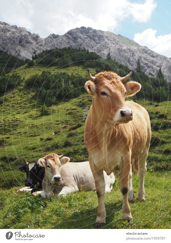 Many cows make trouble Trip Summer Mountain Hiking Nature Sky Beautiful weather Grass Field Animal Cow 3 Discover Relaxation Eating Stand Authentic