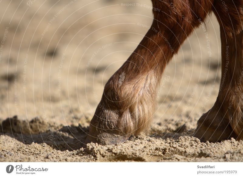 Hoof Tip Animal Farm animal Horse Pelt Legs Toes Pony Parts of body 1 Safety (feeling of) Caution Serene Calm Fatigue Comfortable Break Inspiration Colour photo