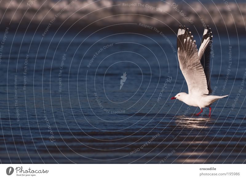 New Zealand VII Animal Wild animal Bird Seagull 1 Flying Stand Esthetic Authentic Threat Beautiful Muscular Contentment Joie de vivre (Vitality) Enthusiasm