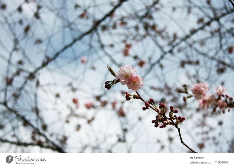 spring Nature Sky Spring Beautiful weather Tree Blossom Blossoming Fragrance Esthetic Fresh Pink Spring fever Hope tree blossom Delicate Bud New start