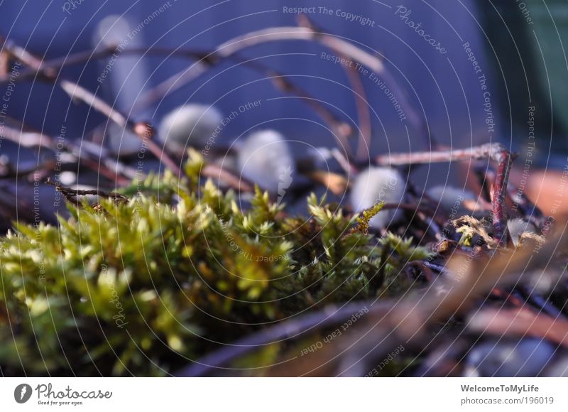 wreath Nature Plant Spring Bushes Moss Growth Simple Beautiful Dry Wild Brown Green White Modest Colour photo Exterior shot Experimental Evening Blur