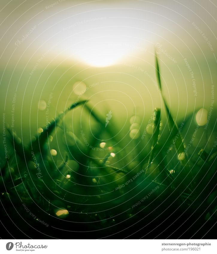 glittering grass Grass Meadow Dew Morning Green Plant Field Earth Blur Nature Spring Summer Drops of water