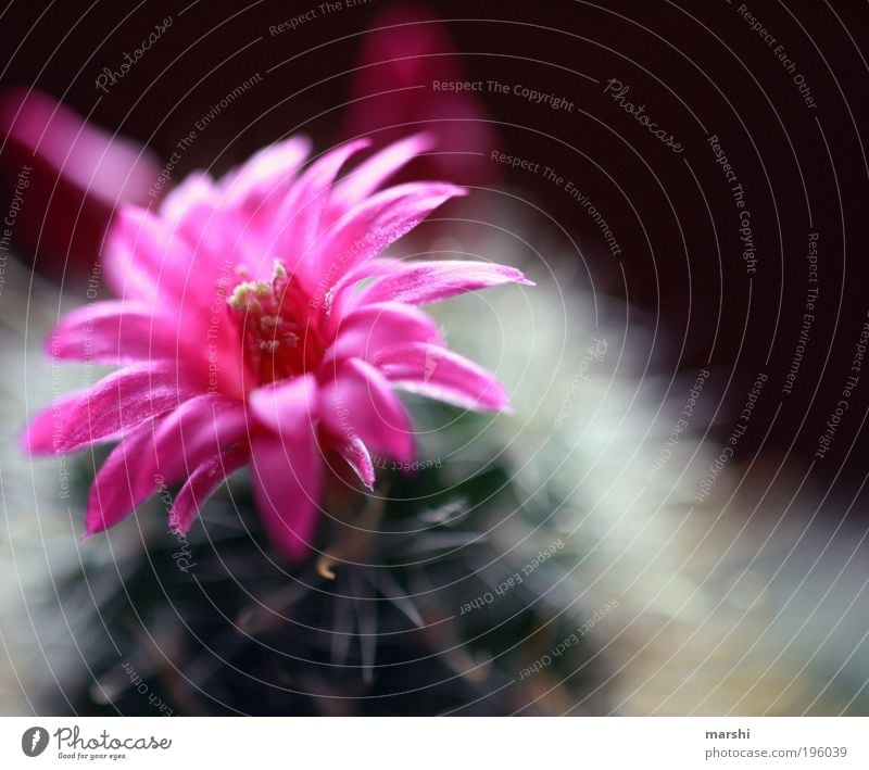it blooms... Nature Plant Flower Cactus Blossom Exotic Growth Green Pink Blur Small Thorny Soft Blossoming Colour photo Exterior shot