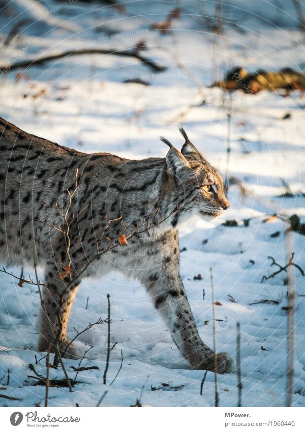 lynx Animal Cat 1 Beautiful Lynx Winter Wild cat Land-based carnivore Forest Game park Paw Colour photo Exterior shot Deserted Shallow depth of field