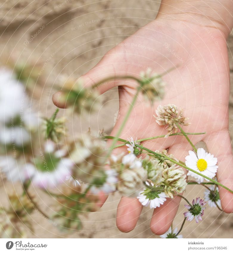 Capture spring Hand Fingers Plant Sand Spring Summer Blossom Spring fever Calm Infancy Daisy Catch Flower necklace thread chain Throw Line on the hand Clover