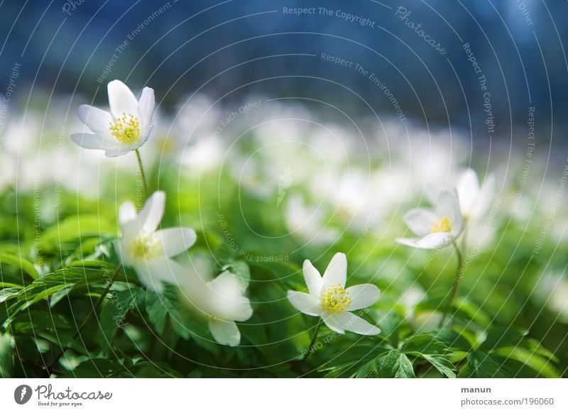 blue-white green Relaxation Fragrance Trip Mother's Day Environment Nature Spring Beautiful weather Flower Blossom Wild plant Wood anemone Anemone Forest flower