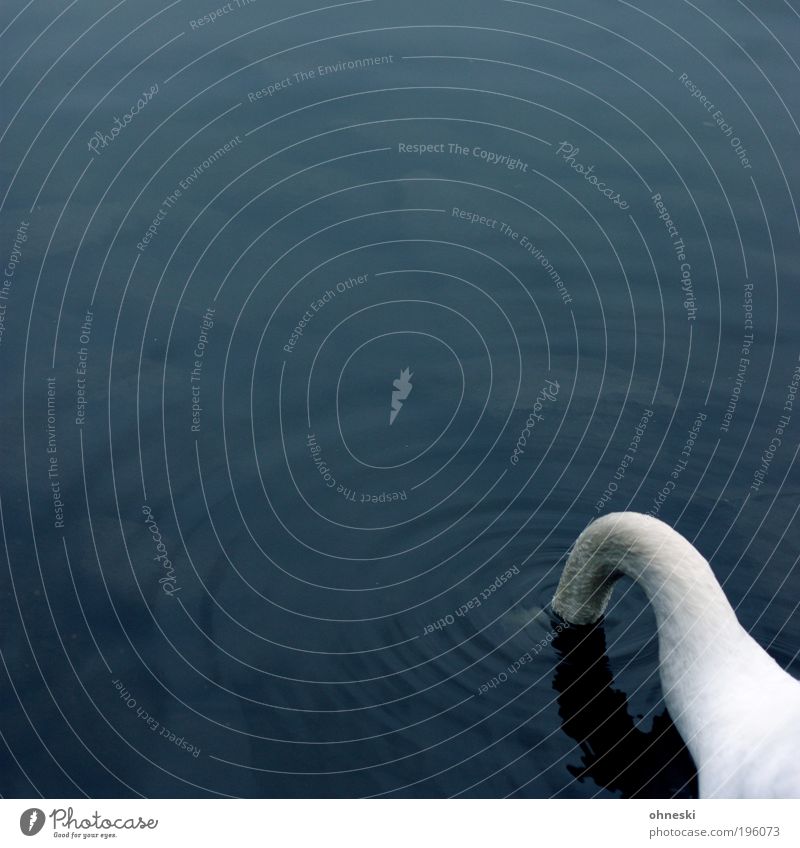 thirst Environment Nature Animal Water Wild animal Bird Swan 1 Drinking White Concern Aggravation Frustration Distress Neck River Colour photo Exterior shot