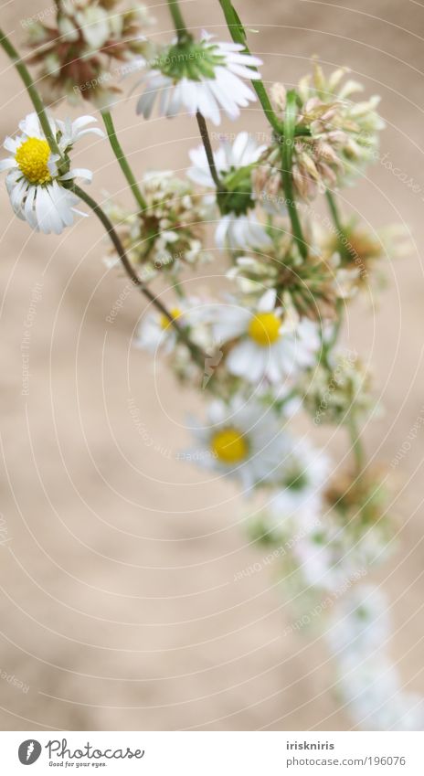 NatureJewellery Chain Flower necklace Daisy Clover Clover blossom Exterior shot Blossom Chamomile Bound put on Beautiful Romance Blur Plant Childhood memory