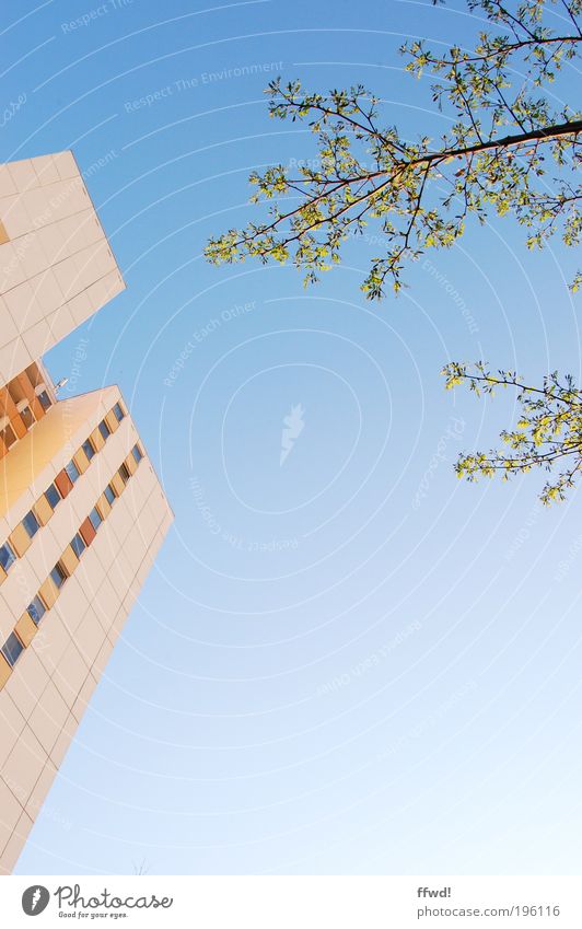 Spring meets suburbia Environment Nature Plant Air Sky Cloudless sky Climate Beautiful weather Tree Leaf Branch Small Town Skyline House (Residential Structure)