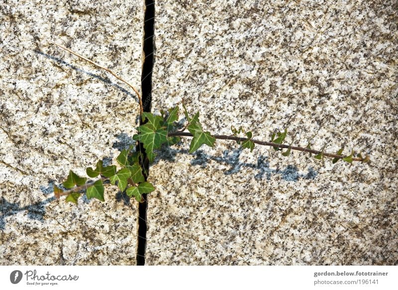 Nature strikes back! Environment Spring Plant Bushes Ivy Foliage plant Rock Wall (barrier) Wall (building) Stone Success Natural Green Power Effort Colour photo