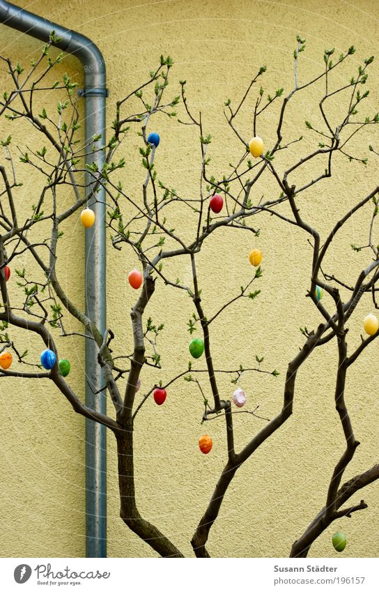 The egg is long gone Decoration Hang Easter egg Sprout Spring Plant Conduit Wall (building) Colour photo Multicoloured Detail Day Branch Twig Exterior shot