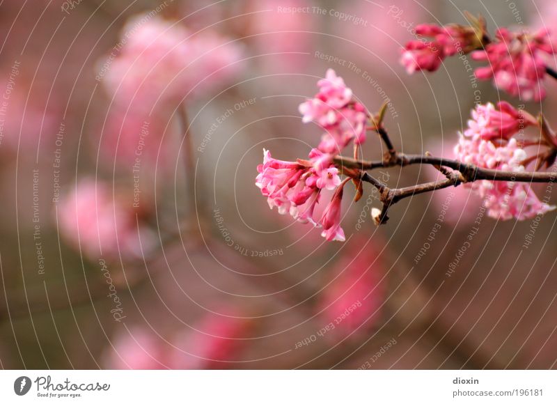 Recently in the park Environment Nature Plant Spring Tree Bushes Blossom Park Blossoming Fragrance Natural Beautiful Pink Spring fever Life Branch Colour photo