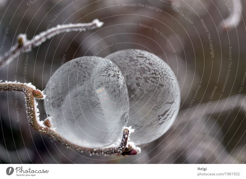 filigree ice art X Environment Nature Plant Winter Ice Frost Bushes Twig Garden Soap bubble Freeze Lie Esthetic Exceptional Beautiful Uniqueness Cold Brown Gray