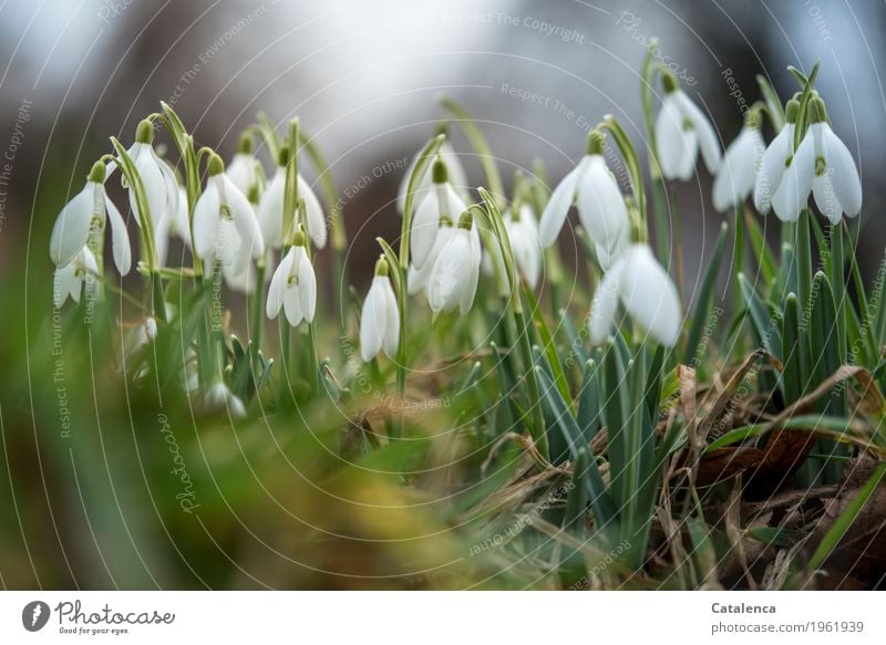 White anemone, snowdrop Nature Plant Winter Bad weather Leaf Blossom Snowdrop Garden Meadow Blossoming Growth Yellow Gray Green Happiness Spring fever