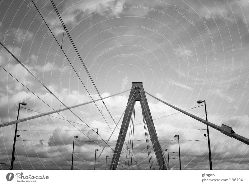 Severinsbrücke Cologne Bridge Manmade structures Architecture Traffic infrastructure Esthetic Large Tall Long Above Strong Cable-stayed bridge Rhine bridge