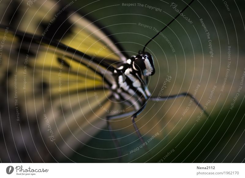 fragility Environment Nature Animal Spring Summer Beautiful weather Butterfly Animal face Wing 1 Yellow Small Fragile Summery Ease Colour photo Exterior shot