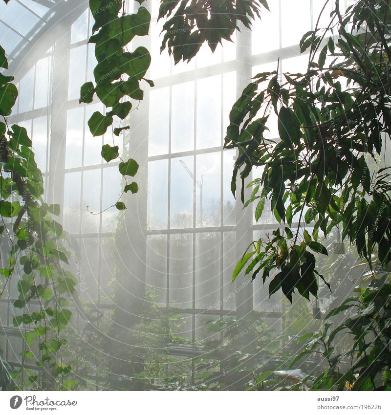 nursery from the inside Market garden Greenhouse Gardener Botany plants Growth air humidity