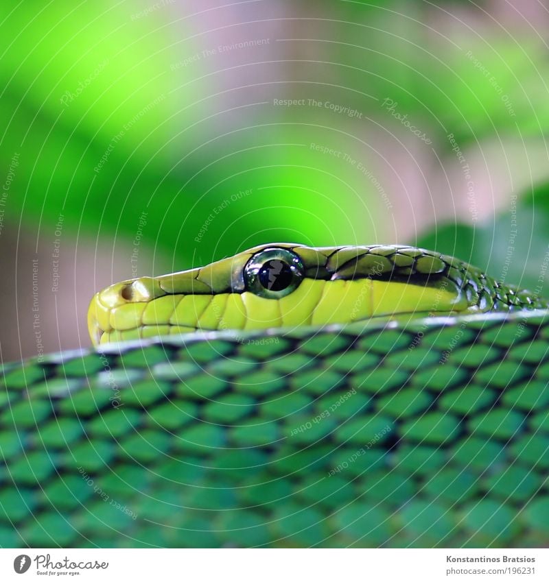 snake animal eyes